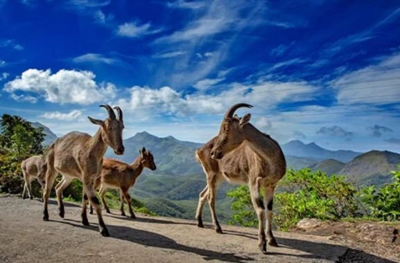 3N4D Kerala Standard Honeymoon Package